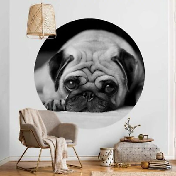 Bilderwelten Runde Tapete selbstklebend Pug Loves You II schwarz/weiß Gr. 1 günstig online kaufen