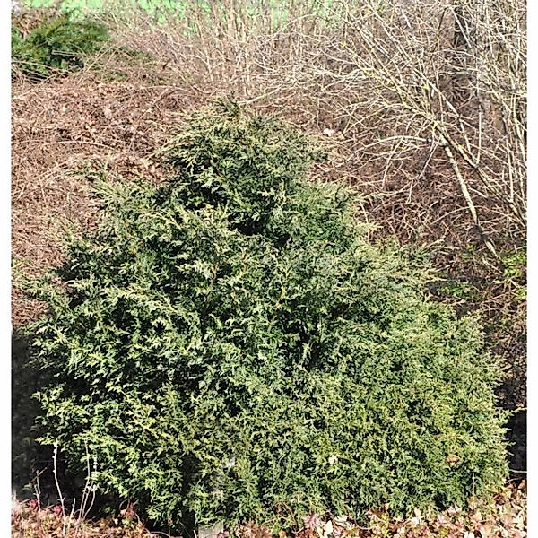 Kissenzypresse Caesia 50-60cm - Chamaecyparis lawsoniana günstig online kaufen