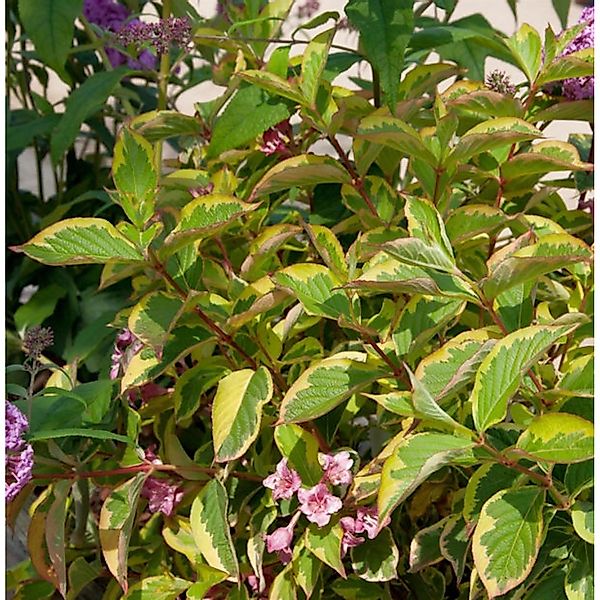 Buntblättrige Weigelie 125-150cm - Weigela florida günstig online kaufen