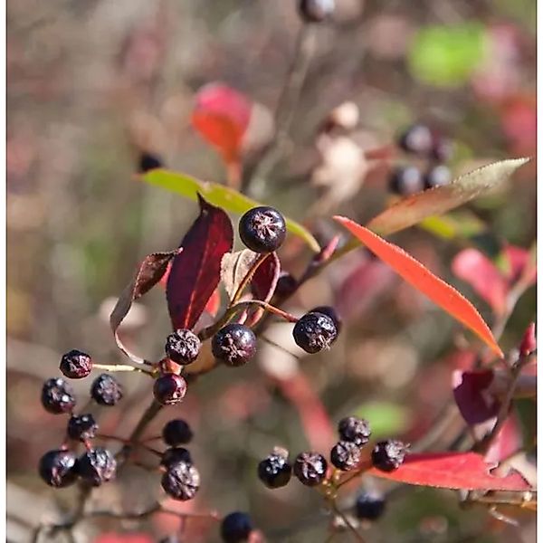 Apfelbeere Brilliant 100-125cm - Aronia arbutifolia günstig online kaufen