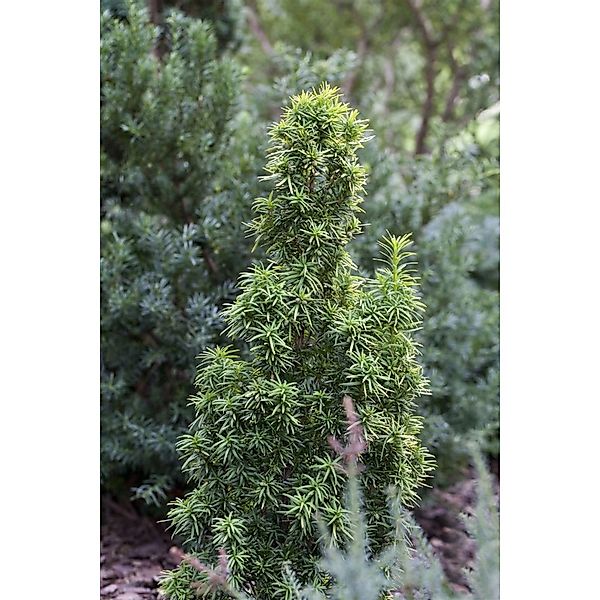 Taxus Baccata Standishii Eibe Säulenförmig 50–60 cm günstig online kaufen