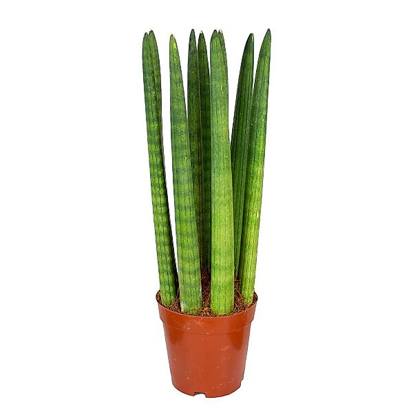 Casa Caron | Sansevieria gerade günstig online kaufen