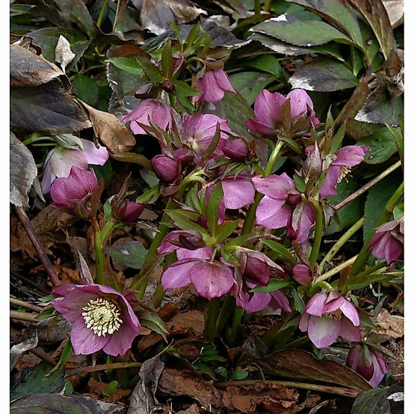 Christrose Lenzrose Metallic Blue - Helleborus orientalis günstig online kaufen