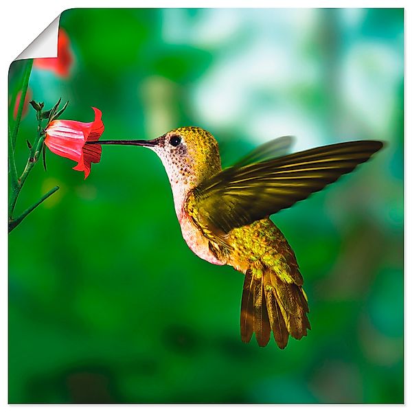 Artland Wandbild "Kolibri", Vögel, (1 St.), als Alubild, Outdoorbild, Leinw günstig online kaufen