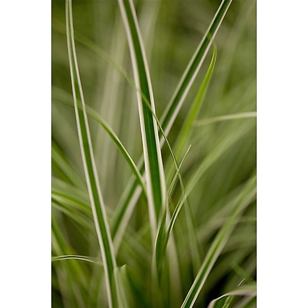 Carex Oshimensis Everest Japan-Segge Grün-Weiß 2 Liter Container günstig online kaufen