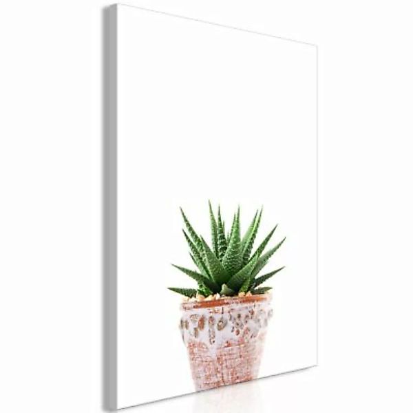 artgeist Wandbild Succulents In Pot (1 Part) Vertical mehrfarbig Gr. 40 x 6 günstig online kaufen