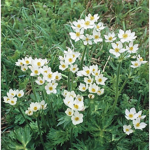 Anemone Canadensis Kanadische Anemone Ca. 9x9 cm Topf günstig online kaufen
