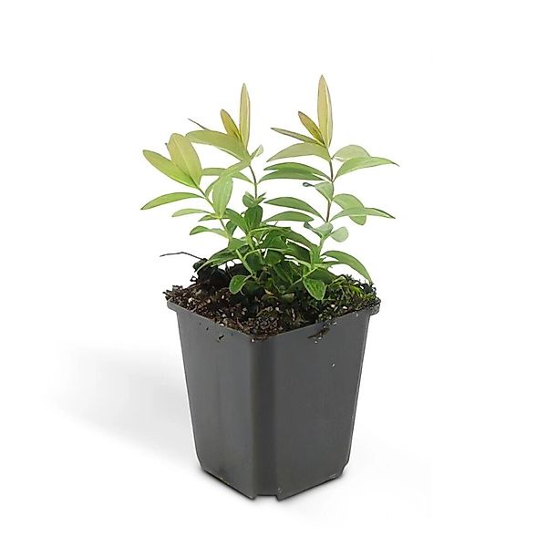 Exotenherz Bodendecker Kelchiges Johanniskraut Hypericum Calycinum 9cm Topf günstig online kaufen