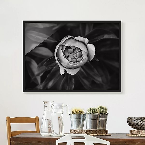 Bild mit Rahmen Blumen - Querformat Pfingstrosenblüte vor Blättern Schwarz günstig online kaufen