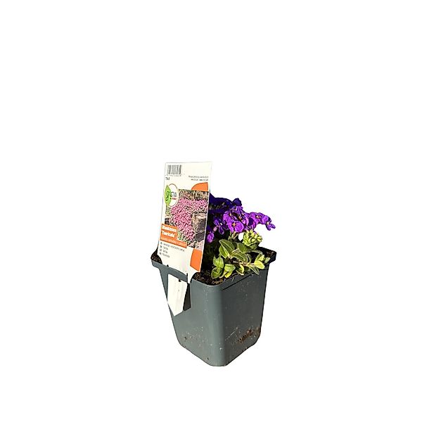 GROW by OBI Blaukissen Tauricola Violett Topf-Ø ca. 9 cm x 9 cm Aubrieta günstig online kaufen