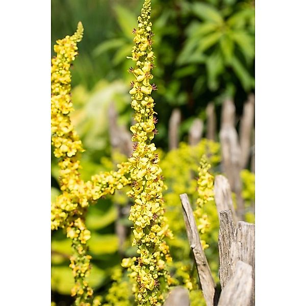 Verbascum Densiflorum Großblütige Königskerze Ca. 9x9 cm Topf günstig online kaufen