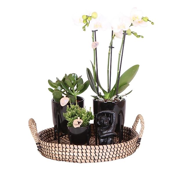 Kolibri Pflanzenset Home Hub Grünpflanzen mit Weißer Phalaenopsis Orchidee günstig online kaufen