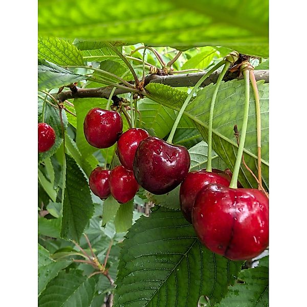 Süßkirsche Burlat 100 - 120 cm Prunus avium günstig online kaufen