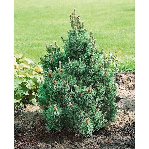 Pinus Mugo Columnaris Bergkiefer Kompakt 100–125 cm günstig online kaufen