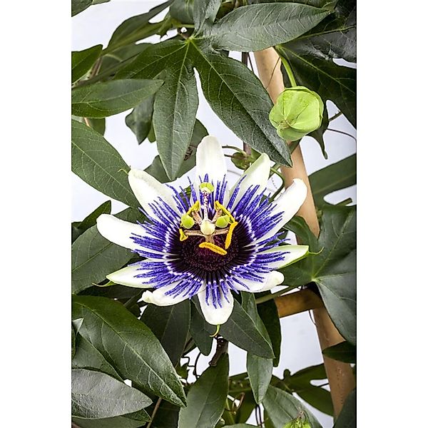 Passiflora Caerulea Blaue Passionsblume 40–60 cm günstig online kaufen