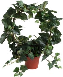 Künstliche Zimmerpflanze Efeubogen im Topf Efeu, günstig online kaufen