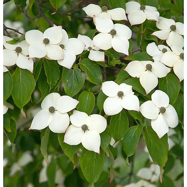 Blumenhartriegel Hyperion 60-80cm - Cornus kousa günstig online kaufen