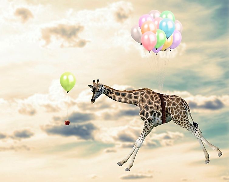 queence Acrylglasbild »fliegende Giraffe« Giraffe   Giraffen   Giraffen Bil günstig online kaufen