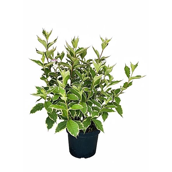Baumfink Weigelie Florida Nana Variegata als Topfpflanze 40-60cm günstig online kaufen