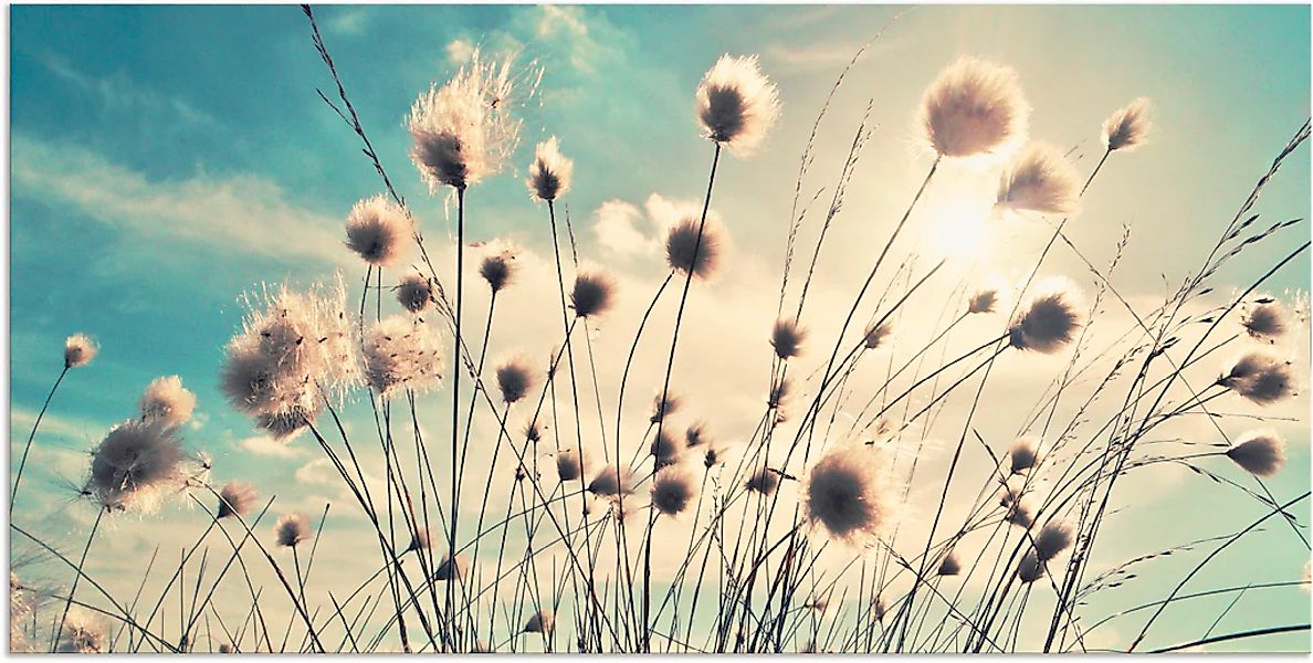 Artland Wandbild "Wollgras" Gräser 1 Stk. tlg. als Alubild, Leinwandbild in günstig online kaufen