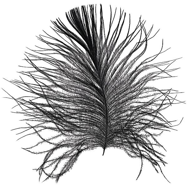 Komar Bild "Feather White" Federn 1 Stk. tlg. Wandbild zur Dekoration - ohn günstig online kaufen