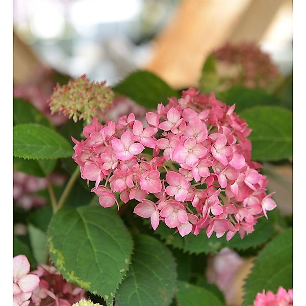 Ballhortensie Ruby Annabelle 30-40cm - Hydrangea arborescens günstig online kaufen