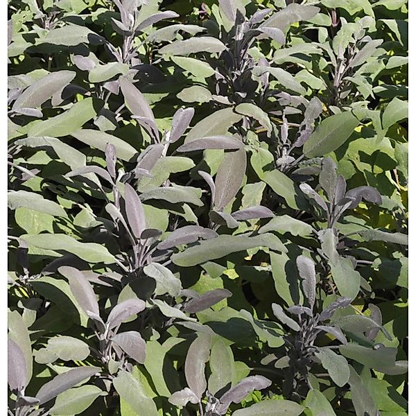 Echter Salbei Purpurascens - Salvia officinalis günstig online kaufen