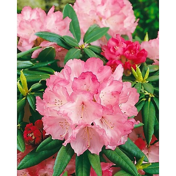 Rhododendron Yakushimanum Barmstedt Rosa Blüten 30–40 cm günstig online kaufen