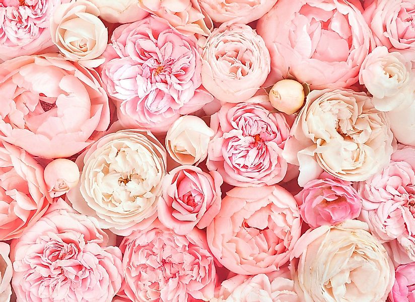 living walls Fototapete Designwalls Roses, glatt, günstig online kaufen