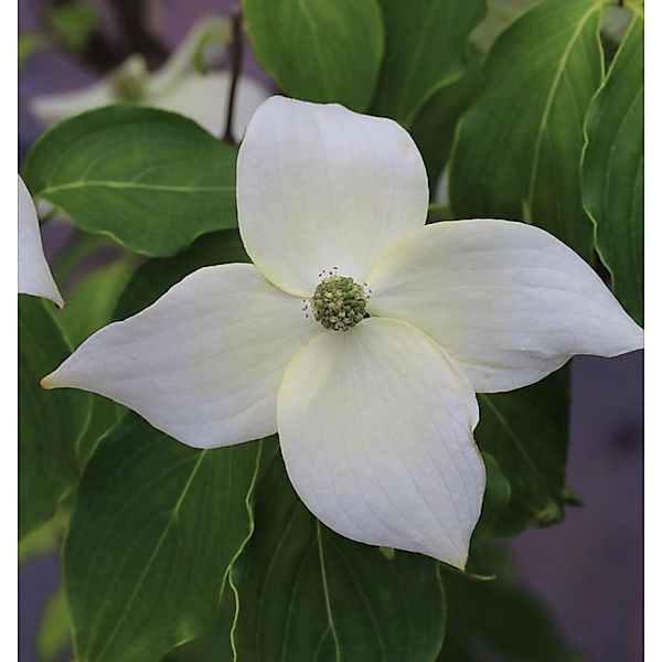 Chinesischer Blumenhartriegel China Girl 100-125cm - Cornus kousa günstig online kaufen