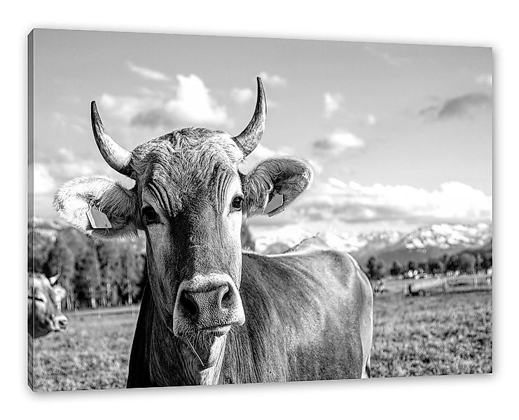 Pixxprint Leinwandbild Neugierige Kuh auf Weide im Allgäu, Monochrome, Neug günstig online kaufen