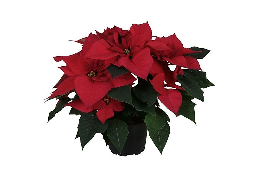 meinvipshop Zimmerpflanze Weihnachtsstern rot 35cm Zimmerpflanze günstig online kaufen