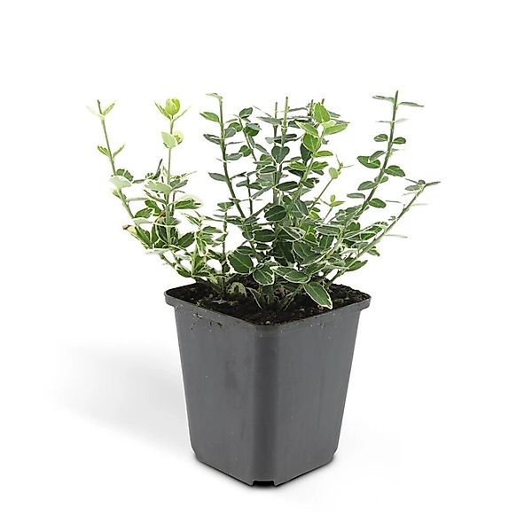 Exotenherz Bodendecker Kriechspindel Euonymus Fortunei Emerald Gaiety 9cm T günstig online kaufen