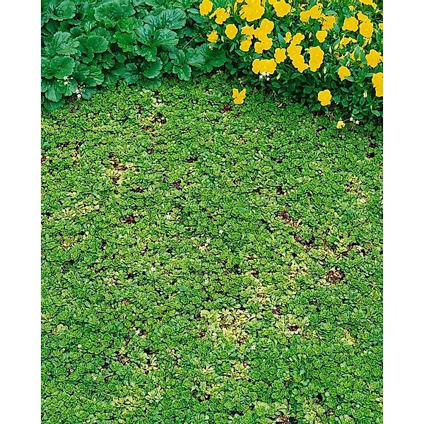 Saxifraga Cuneifolia Keilblättriger Steinbrech Ca. 9x9 cm Topf günstig online kaufen
