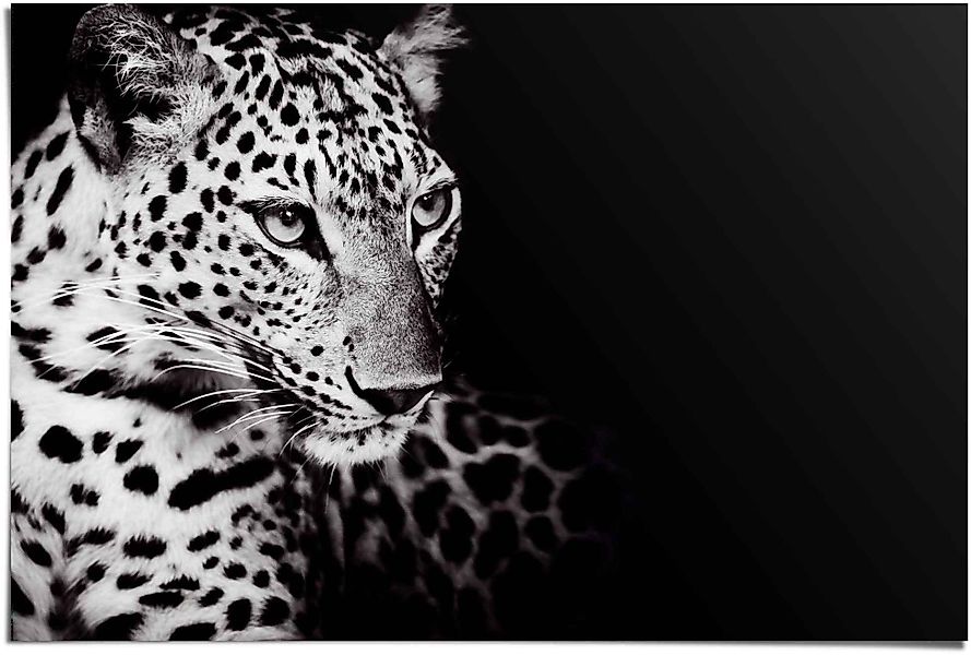 Reinders Poster "Könige der Natur Leopard", (1 St.) günstig online kaufen