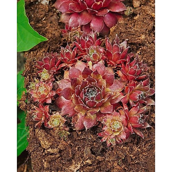 Sempervivum X Cult. Rusty Hauswurz Ca. 9x9 cm Topf günstig online kaufen