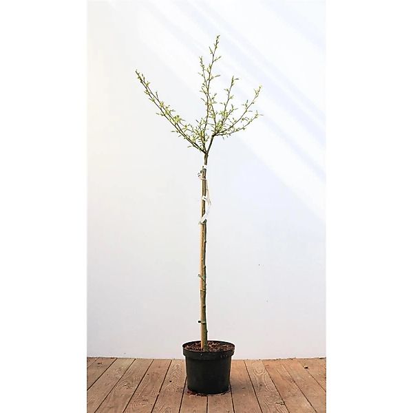 Alnus Glutinosa Imperialis Schwarzerle 80 cm Stammhöhe günstig online kaufen