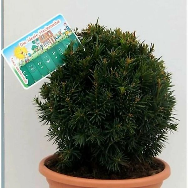 Kugelschnitt Eibe Westerstede 30-40cm - Taxus baccata günstig online kaufen