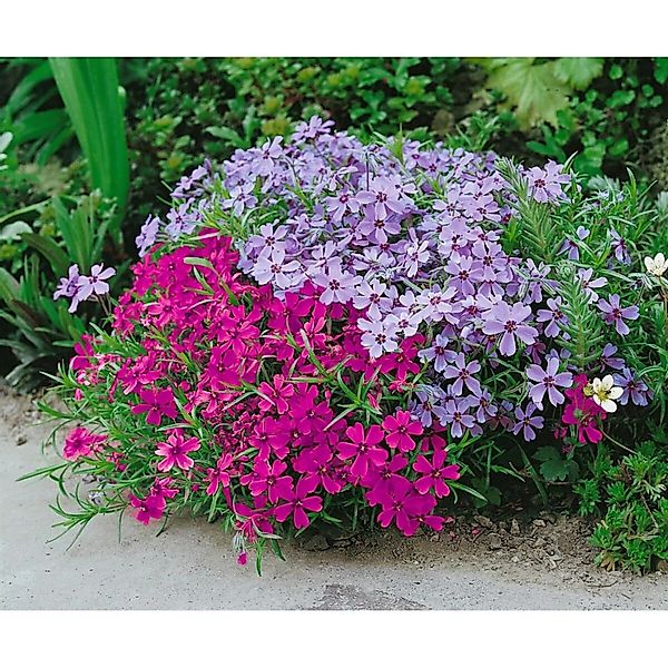 Phlox Subulata Atropurpurea Teppichphlox Purpurrot Ca. 9x9 cm Topf günstig online kaufen