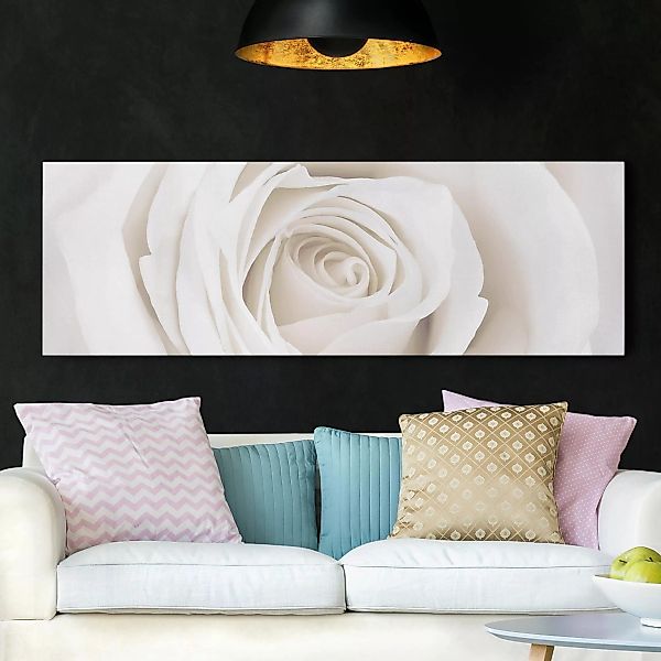 Leinwandbild Blumen - Panorama Pretty White Rose günstig online kaufen