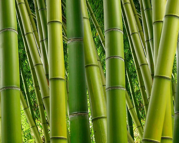 Fototapete "Bambus grn" 4,00x2,50 m / Glattvlies Brillant günstig online kaufen