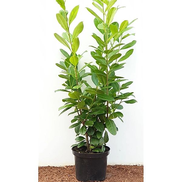 Prunus laurocerasus 'Novita' 80-100 cm günstig online kaufen