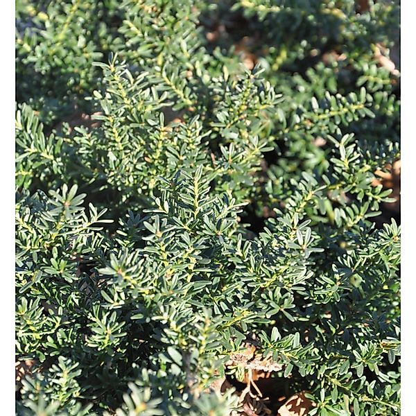 Alpen Steineibe Blue Gem 20-25cm - Podocarpus lawrencei günstig online kaufen