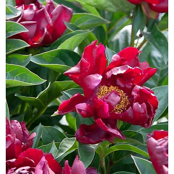 Edelpfingstrose Flame - Paeonia,actiflora günstig online kaufen