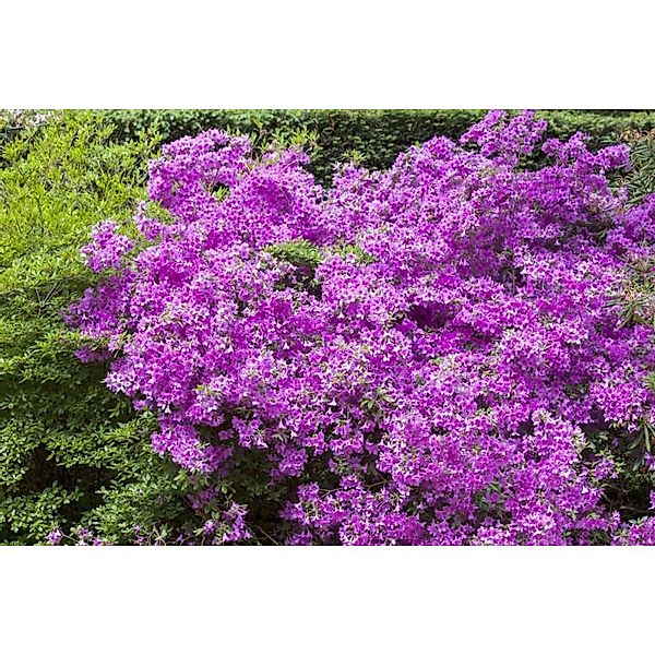 Rhododendron Obt. Purpurtraum Purpurfarben 15–20 cm günstig online kaufen