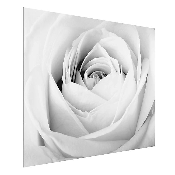 Alu-Dibond Bild Schwarz-Weiß - Querformat 4:3 Close Up Rose günstig online kaufen