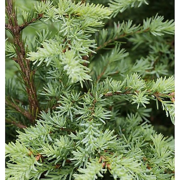Graue Hemlocktanne 60-80cm - Tsuga mertensiana günstig online kaufen