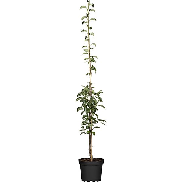 GROW by OBI Bio Säulenbirne Gelb/Rot ca. 40-60 cm Topf ca. 7,5, Pyrus commu günstig online kaufen