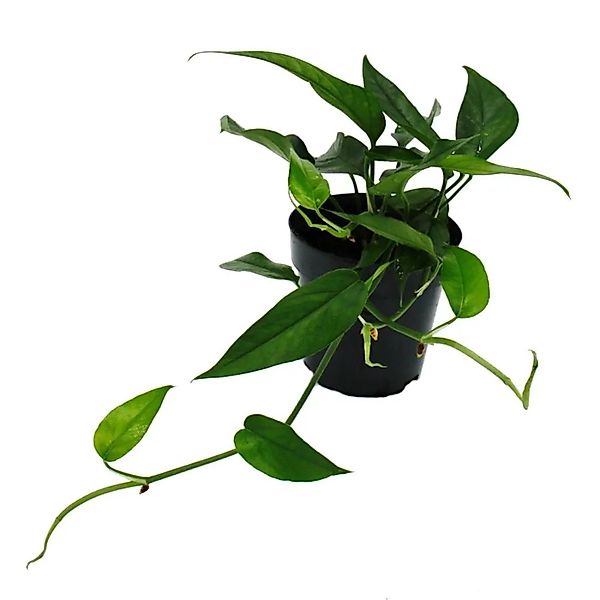 Exotenherz Zimmerpflanze Epipremnum pinnatum "Cebu Blue" - blaugrüne Efeutu günstig online kaufen