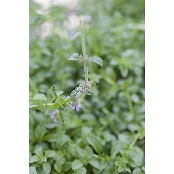 Mentha Pulegium Polei Minze Ca. 9x9 cm Topf günstig online kaufen